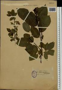 Salix myrsinifolia Salisb., Eastern Europe, North-Western region (E2) (Russia)