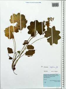 Alchemilla rhiphaea Juz., Eastern Europe, Eastern region (E10) (Russia)