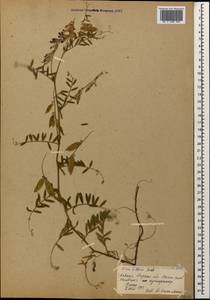 Vicia villosa Roth, Caucasus, Stavropol Krai, Karachay-Cherkessia & Kabardino-Balkaria (K1b) (Russia)