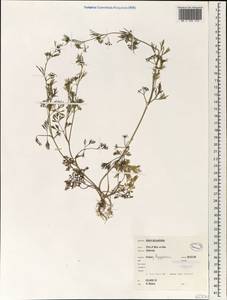 Cyclospermum leptophyllum (Pers.) Sprague, Africa (AFR) (Egypt)