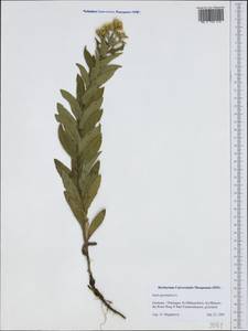 Pentanema germanicum (L.) D. Gut. Larr., Santos-Vicente, Anderb., E. Rico & M. M. Mart. Ort., Western Europe (EUR) (Germany)