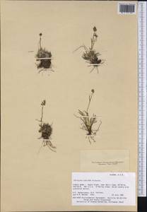 Tofieldia coccinea Richardson, America (AMER) (United States)