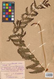 Osmundastrum cinnamomeum subsp. asiaticum (Fern.) Fraser-Jenkins, Siberia, Russian Far East (S6) (Russia)