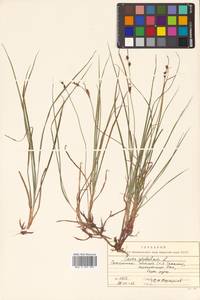 Carex globularis L., Siberia, Russian Far East (S6) (Russia)