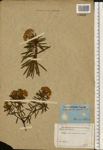 Rhododendron tomentosum (Stokes) Harmaja, Eastern Europe, Belarus (E3a) (Belarus)
