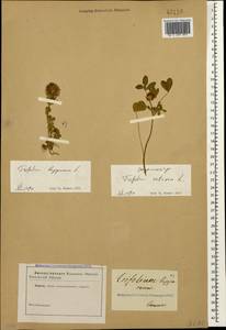 Trifolium lappaceum L., Caucasus (no precise locality) (K0)