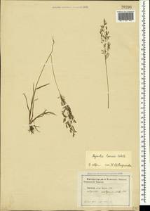 Agrostis capillaris L., Crimea (KRYM) (Russia)