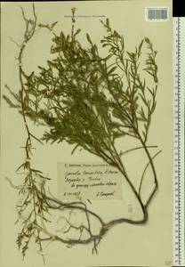 Genista tinctoria subsp. tinctoria, Eastern Europe, Lower Volga region (E9) (Russia)