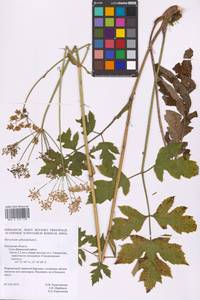 Heracleum sphondylium L., Eastern Europe, Central region (E4) (Russia)