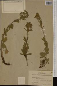 Potentilla recta subsp. pilosa (Willd.) Jáv., Western Europe (EUR) (Bosnia and Herzegovina)