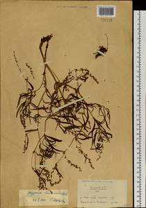 Koenigia ocreata (L.) T. M. Schust. & Reveal, Siberia, Chukotka & Kamchatka (S7) (Russia)