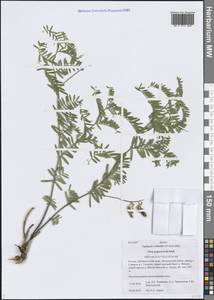 Vicia popovii O.D.Nikif., Siberia, Baikal & Transbaikal region (S4) (Russia)
