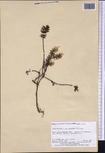 Rhododendron tomentosum (Stokes) Harmaja, America (AMER) (United States)