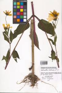Helianthus tuberosus L., Eastern Europe, Moscow region (E4a) (Russia)