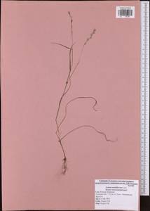 Lolium multiflorum Lam., Eastern Europe, Central region (E4) (Russia)