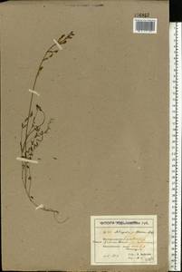 Astragalus pallescens M.Bieb., Eastern Europe, North Ukrainian region (E11) (Ukraine)