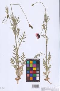 Papaver dubium subsp. stevenianum (Mikheev) Kubát & Šípošová, Eastern Europe, Lower Volga region (E9) (Russia)