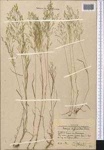 Eremopoa altaica (Trin.) Roshev., Middle Asia, Western Tian Shan & Karatau (M3) (Uzbekistan)