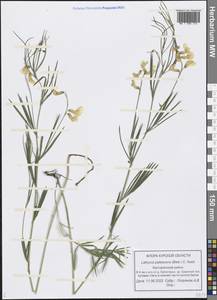 Lathyrus pallescens (M.Bieb.) K.Koch, Eastern Europe, Central forest-and-steppe region (E6) (Russia)