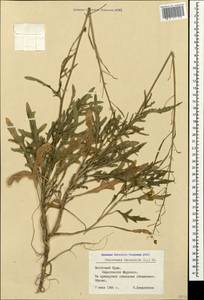 Diplotaxis tenuifolia (L.) DC., Crimea (KRYM) (Russia)