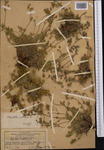 Potentilla multifida L., Middle Asia, Pamir & Pamiro-Alai (M2) (Tajikistan)