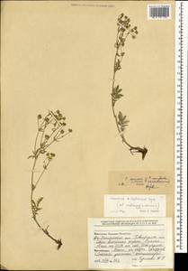 Potentilla sericea L., Mongolia (MONG) (Mongolia)