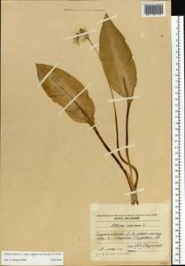 Allium ursinum L., Eastern Europe, Moldova (E13a) (Moldova)