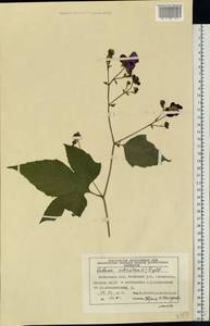 Rubus odoratus L., Eastern Europe, Moscow region (E4a) (Russia)