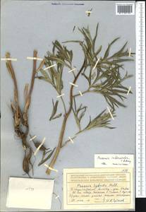 Paeonia intermedia, Middle Asia, Dzungarian Alatau & Tarbagatai (M5) (Kazakhstan)