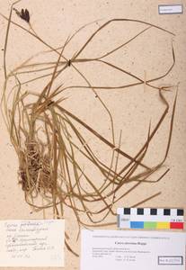 Carex aterrima Hoppe, Siberia, Altai & Sayany Mountains (S2) (Russia)