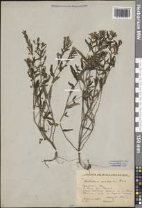 Scutellaria scordiifolia Fisch. ex Schrank, Siberia, Baikal & Transbaikal region (S4) (Russia)