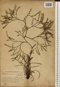 Goniolimon graminifolium (Aiton) Boiss., Eastern Europe, Rostov Oblast (E12a) (Russia)