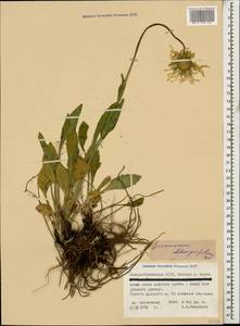 Doronicum oblongifolium A. DC., Caucasus, North Ossetia, Ingushetia & Chechnya (K1c) (Russia)