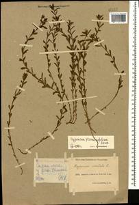 Hypericum orientale L., Caucasus, Krasnodar Krai & Adygea (K1a) (Russia)