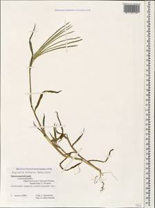 Digitaria ciliaris (Retz.) Koeler, Caucasus, Krasnodar Krai & Adygea (K1a) (Russia)