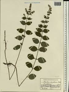Mentha dumetorum Schult., Eastern Europe, Central forest-and-steppe region (E6) (Russia)