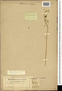 Ornithogalum pyrenaicum L., Caucasus, Dagestan (K2) (Russia)