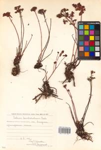 Phedimus kamtschaticus (Fisch.) 't Hart, Siberia, Chukotka & Kamchatka (S7) (Russia)