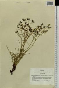 Crepidiastrum tenuifolium (Willd.) Sennikov, Siberia, Altai & Sayany Mountains (S2) (Russia)