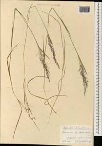 Agrostis stolonifera L., Mongolia (MONG) (Mongolia)