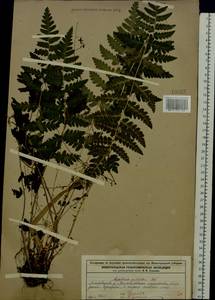 Dryopteris cristata (L.) A. Gray, Eastern Europe, Volga-Kama region (E7) (Russia)