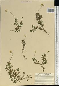 Draba sibirica (Pall.) Thell., Eastern Europe, Central forest-and-steppe region (E6) (Russia)