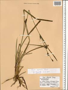 Carex atherodes Spreng., Eastern Europe, Central forest region (E5) (Russia)