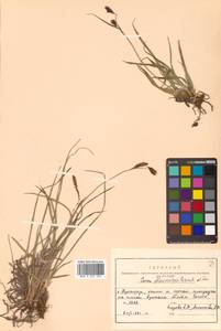 Carex flavocuspis Franch. & Sav., Siberia, Russian Far East (S6) (Russia)