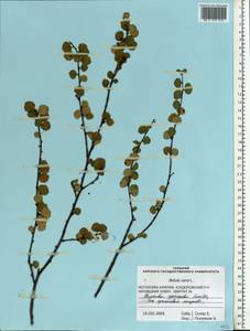 Betula nana L., Eastern Europe, Northern region (E1) (Russia)