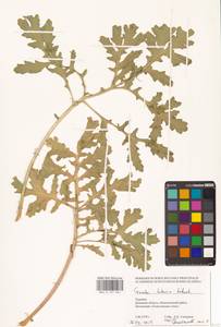 Crambe tataria Sebeók, Eastern Europe, South Ukrainian region (E12) (Ukraine)