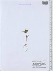 Ziziphora capitata L., Caucasus, Black Sea Shore (from Novorossiysk to Adler) (K3) (Russia)