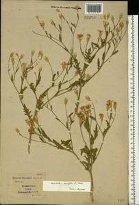 Klasea erucifolia (L.) Greuter & Wagenitz, Eastern Europe, South Ukrainian region (E12) (Ukraine)