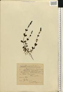 Veronica serpyllifolia L., Eastern Europe, Moscow region (E4a) (Russia)