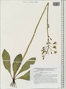 Crepis praemorsa (L.) Tausch, Eastern Europe, Middle Volga region (E8) (Russia)